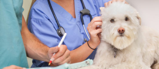 assurances pour chiens