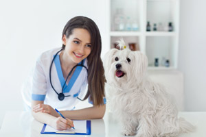santé du chien