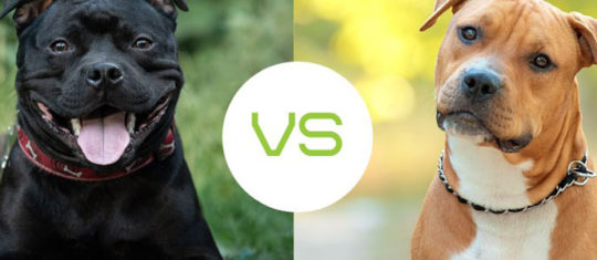 Amstaff et le Staffie