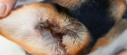 Chien oreille qui coule