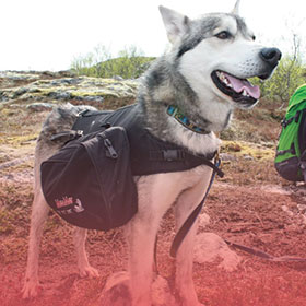 Dog-trekking-equipment