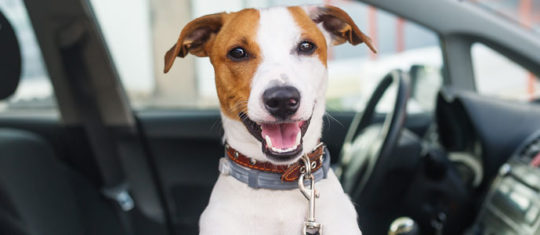 Collier chien
