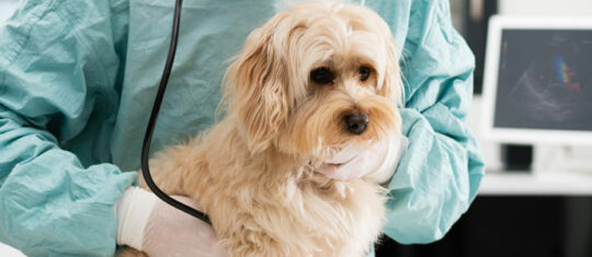 Mutuelle pour chien
